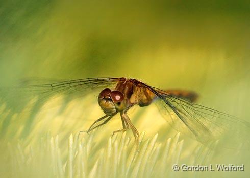 Dragonfly On A Pine_51430-1.jpg - Photographed near Carleton Place, Ontario, Canada.